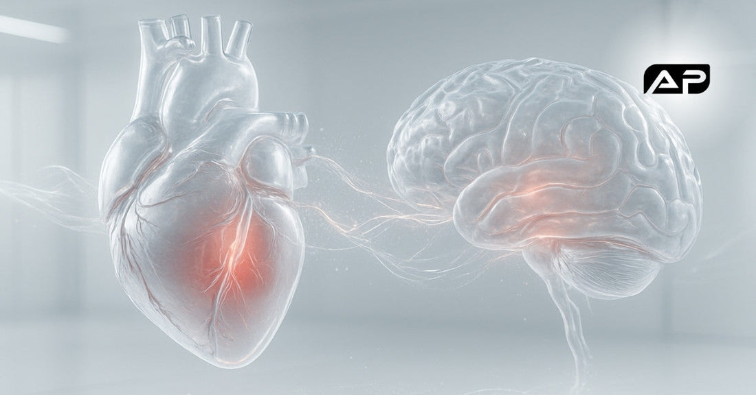 Hyperrealistic 3D rendering of a human heart and brain connected by glowing pathways, symbolizing the impact of pre-workout on cardiovascular and cognitive health.