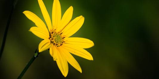 Discover the Anti-Inflammatory Benefits of Arnica