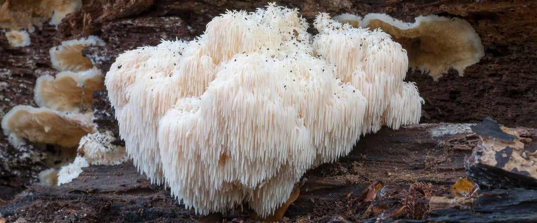 Exploring the Benefits of Lion's Mane Mushroom in Athletic Performance