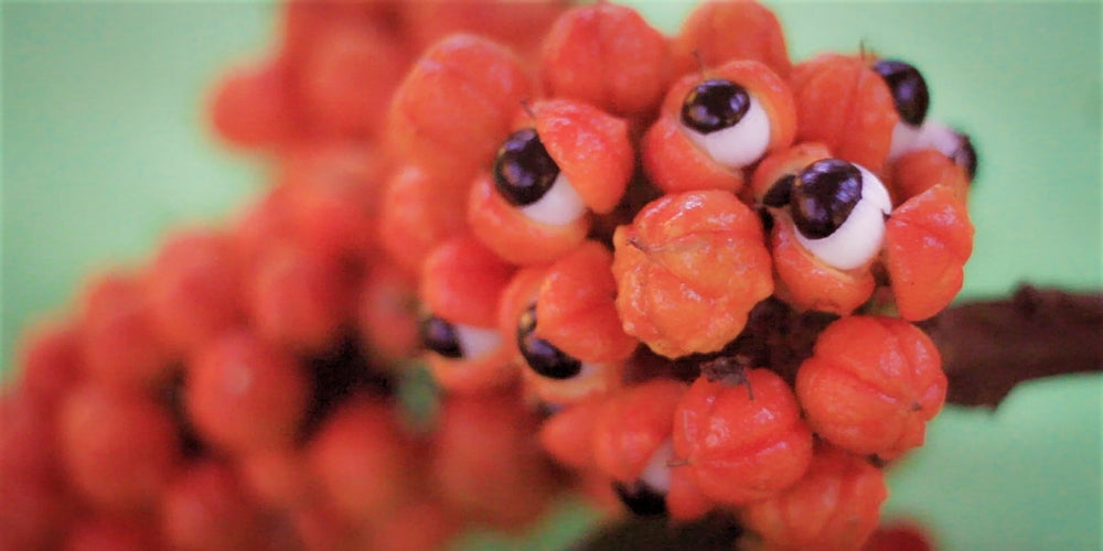 Guarana Fruit