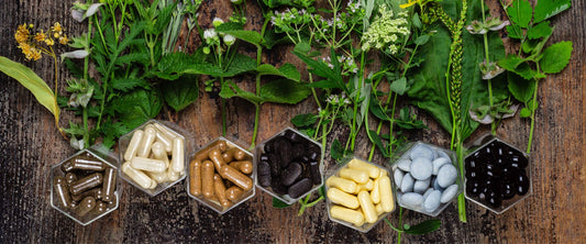 Botanical and Mushroom Ingredients in Pre-Workout