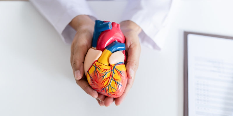 doctor holding a model heart