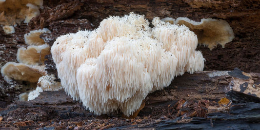 Lions Mane Mushroom in the wild