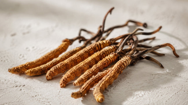 Cordyceps Sinensis: What the 2025 Research Really Shows About Endurance and Recovery